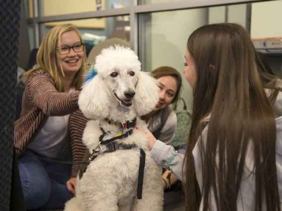 Young women surrounding and petting a white Poodle dog.