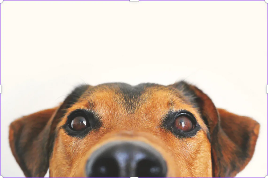 A dog's face close up