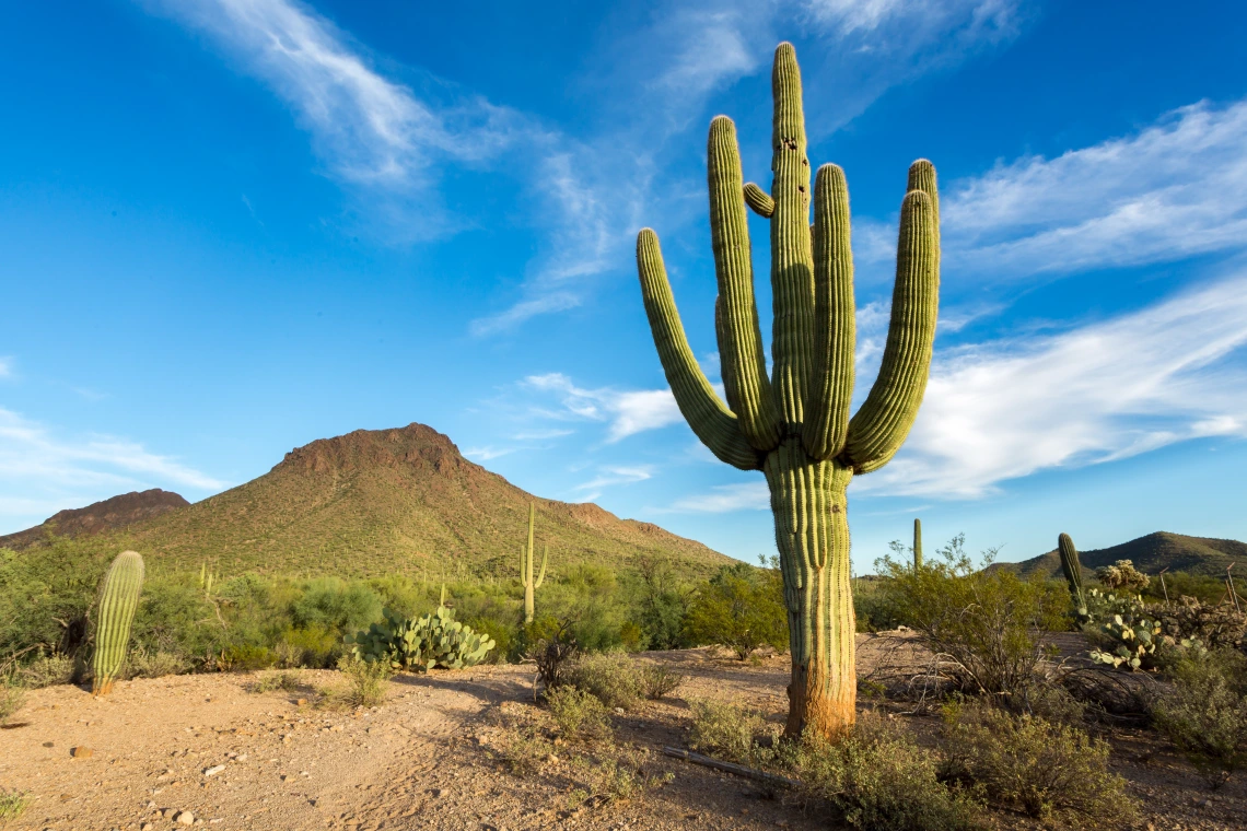 Desert Background with mountain and cactus