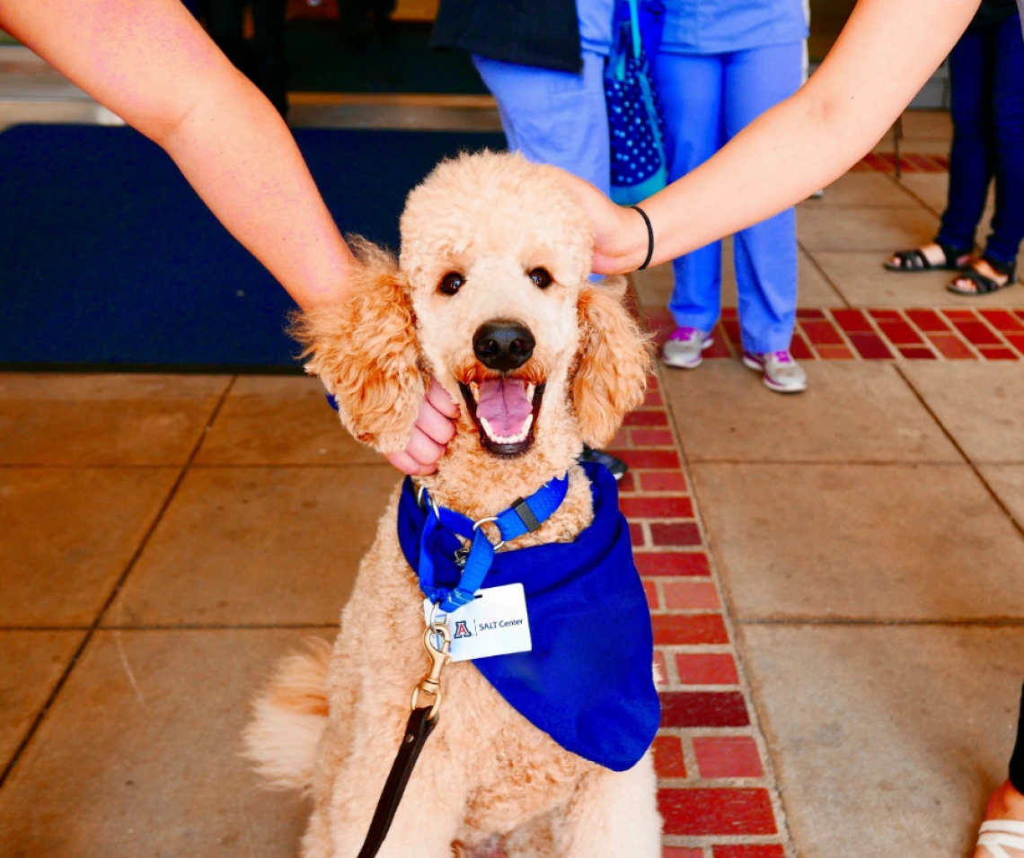 Photo of a poodle getting pet