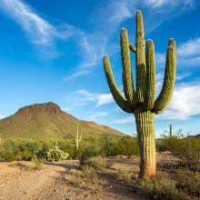 Desert Background with mountain and cactus