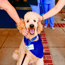 Photo of a poodle getting pet